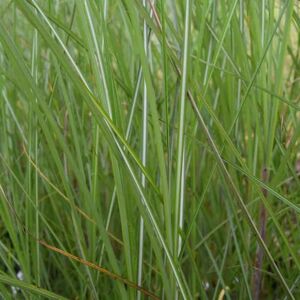 Miscanthus sinensis 'Gracillimus' ---